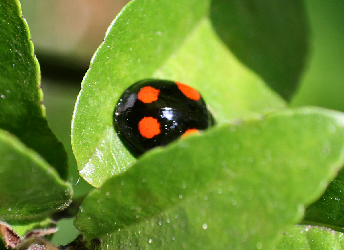 Harmonia axyridis ?